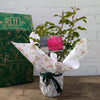 Fab at 70 Rose Bush Gift