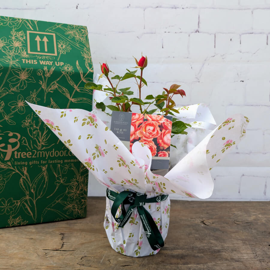 Fab at 80 Rose Bush Gift