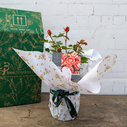 Fab at 80 Rose Bush Gift