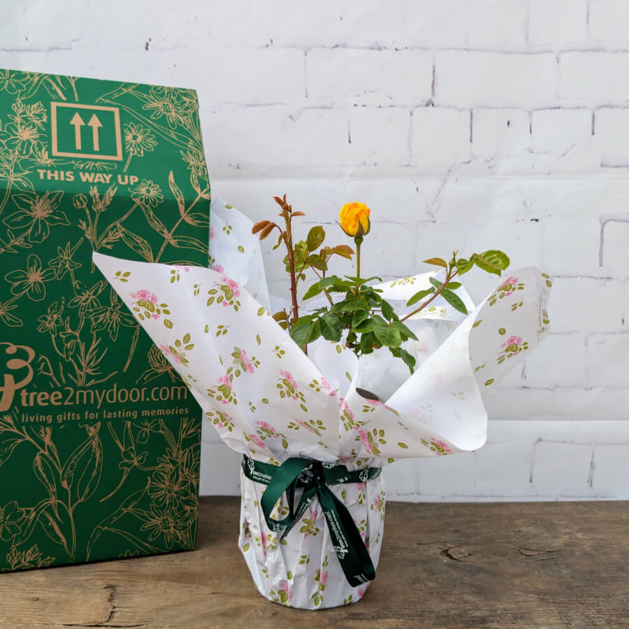 Faithful Friend Rose Bush Gift with gift box