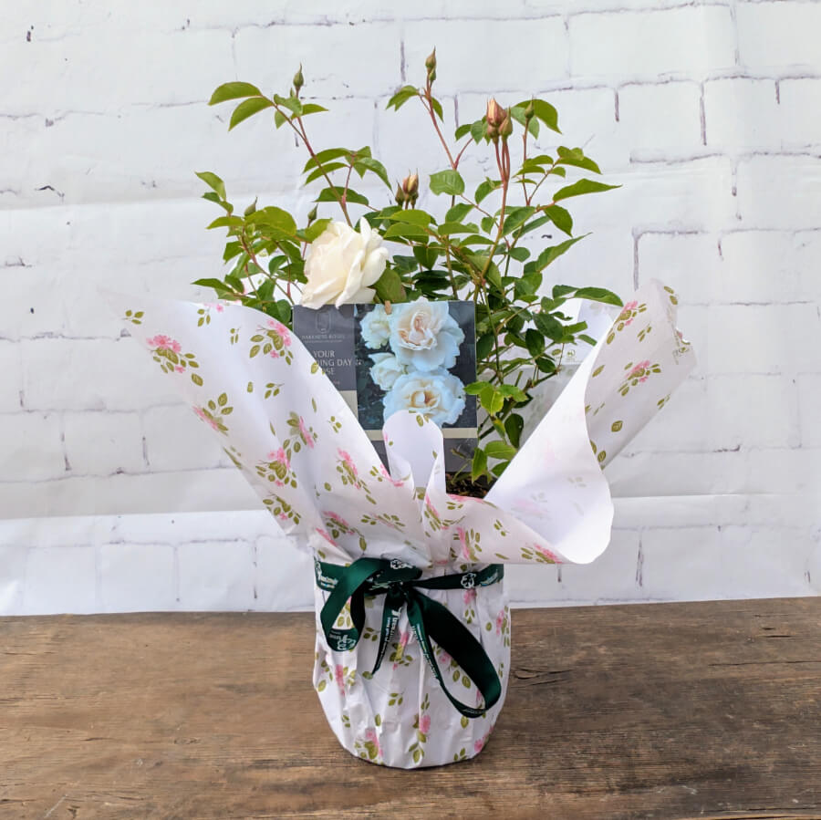 Your Wedding Day Rose Bush Gift