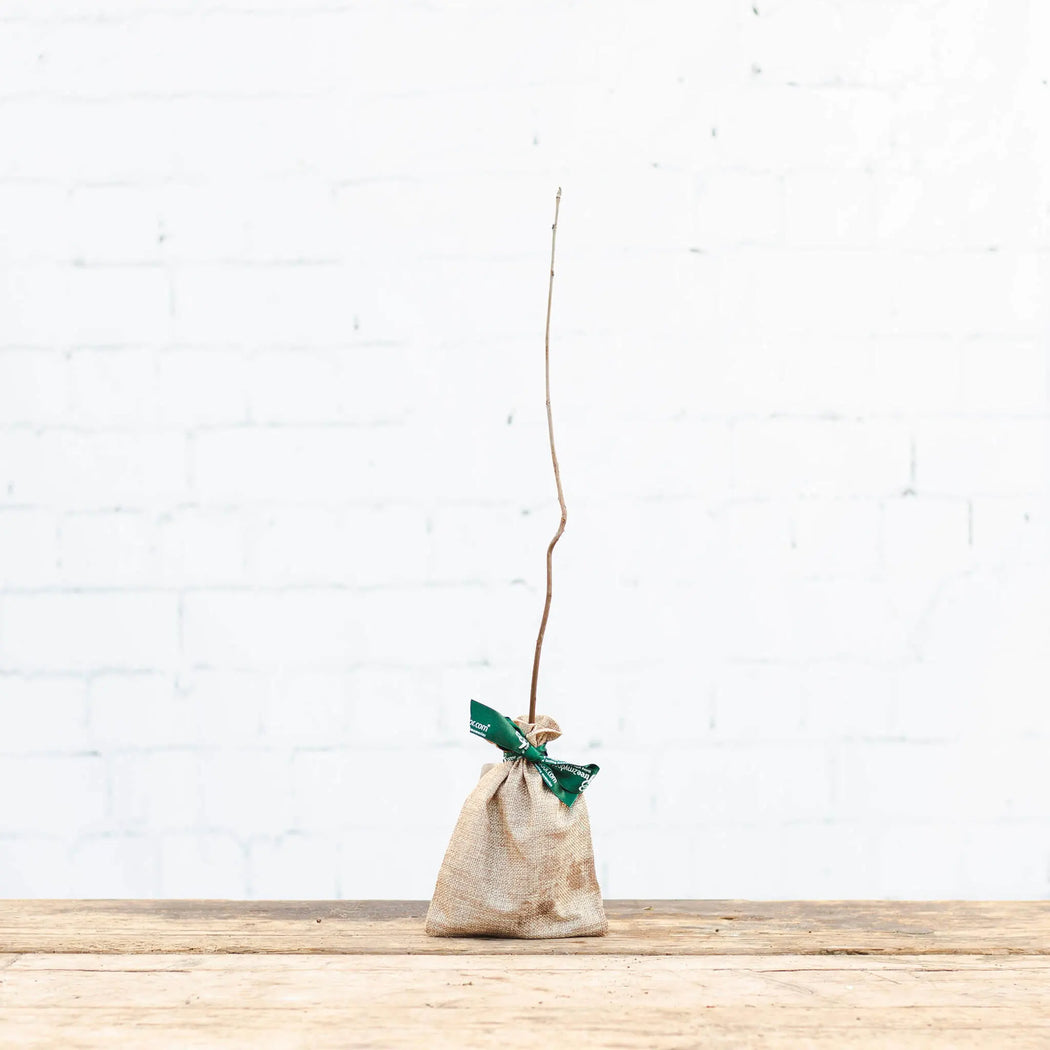 A deciduous rowan sapling gift from tree2mydoor, wrapped in hessian and tied with branded tree2mydoor ribbon.