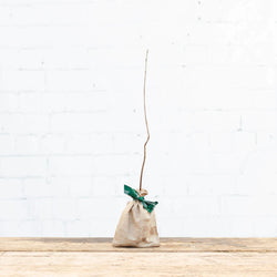 A deciduous rowan sapling gift from tree2mydoor, wrapped in hessian and tied with branded tree2mydoor ribbon.