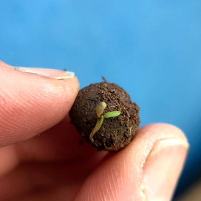 Promotional Seed Ball sprouting seeds