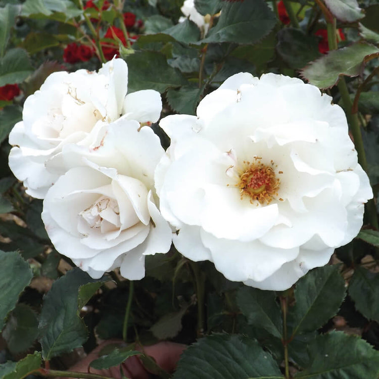 Silver Anniversary Rose Blooms