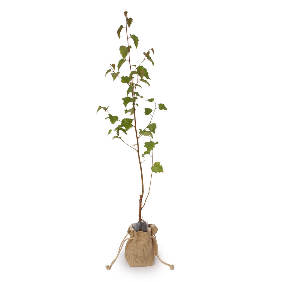 Silver Birch Tree Sapling