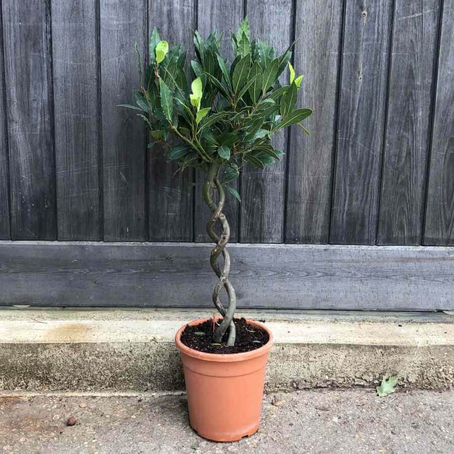Small Double Spiral Stem Bay Tree Gift - Bay Tree Gift - Tree2mydoor