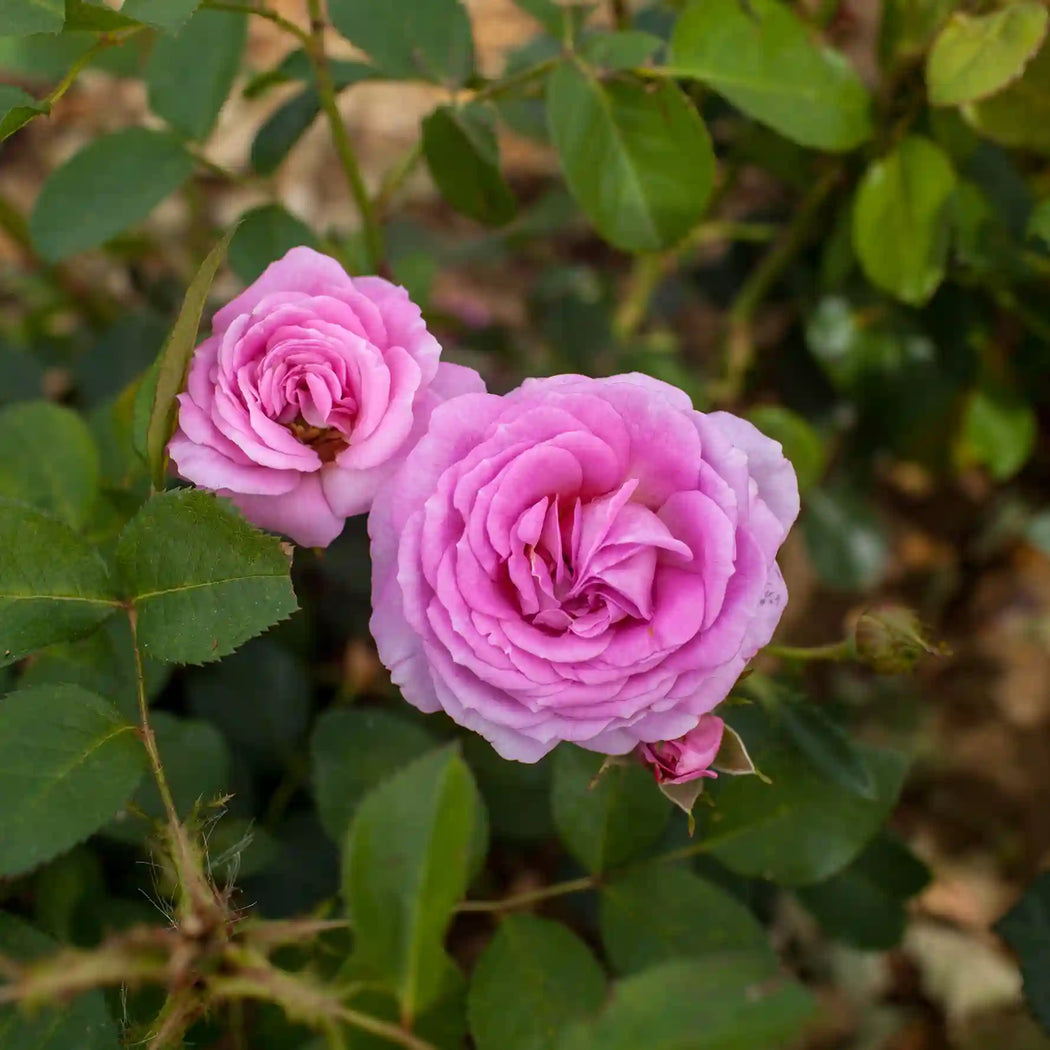 Special Mum Rose bush blooms from Tree2mydoor