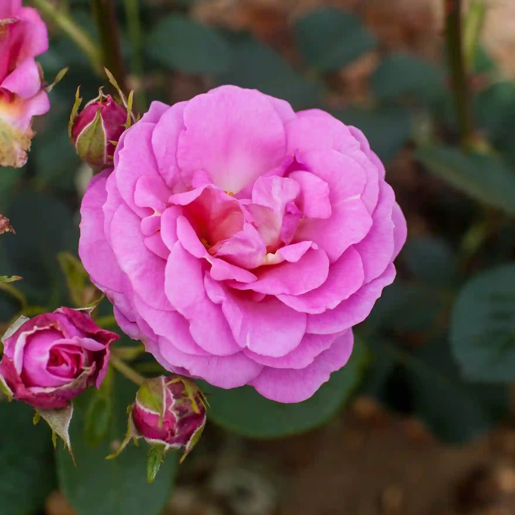 Special Mum Rose bush blooms from Tree2mydoor
