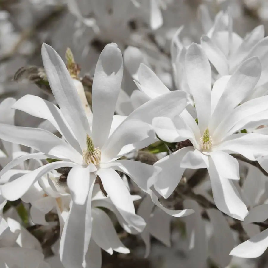 Star Magnolia Tree Flowers