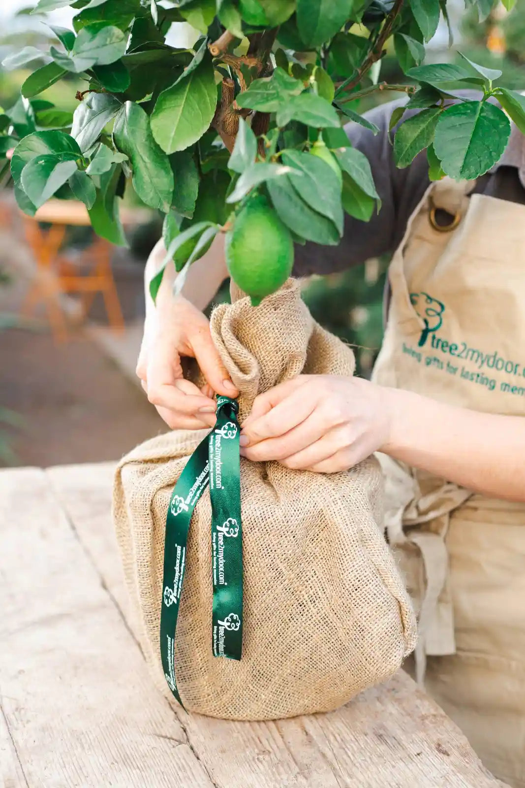 A citrus tree gift being gift wrapped