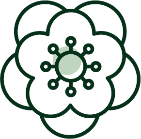 Tree produces blossom