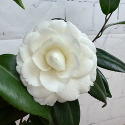 A white camellia bloom.