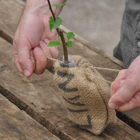 Anniversary Tree Gift Pack Tree of Love (Crab Apple) / Plaque - No Engraved Message - Tree Gift Pack - Tree2mydoor