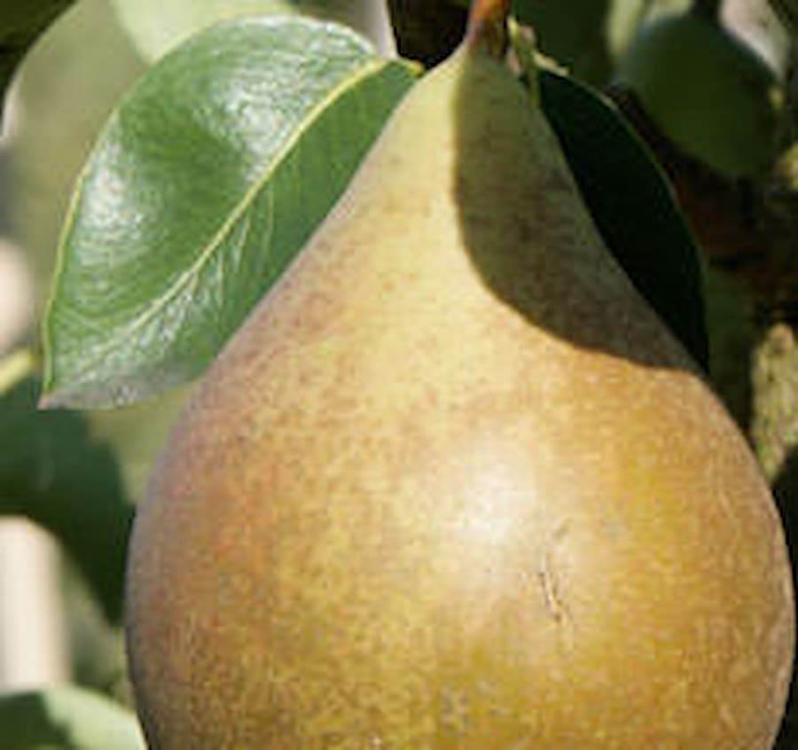 Williams Pear Tree Gift - Fruit Tree Gift - Tree2mydoor