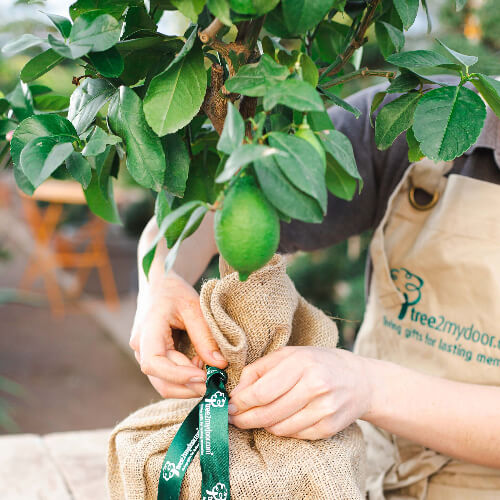 lime tree wrapped in hessian