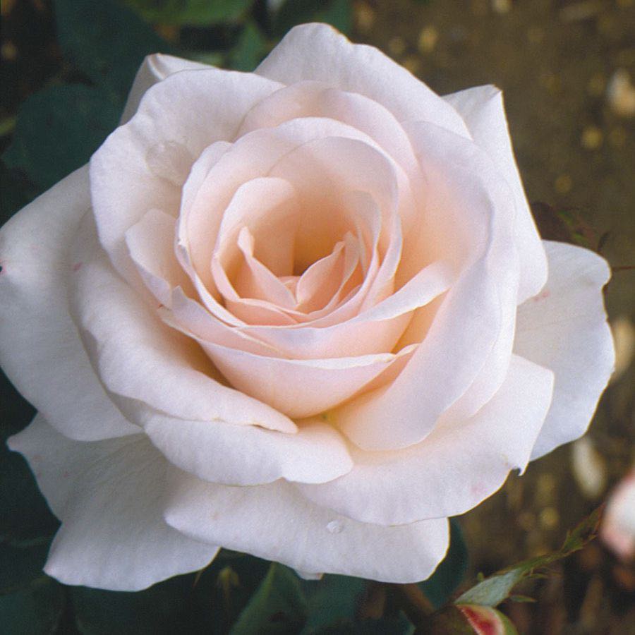 Your Wedding Day White Rose Bush