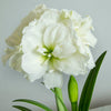 White Amaryllis Blooms Close Up
