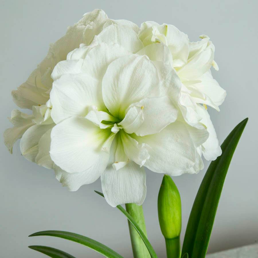 White Amaryllis Gift - Indoor Plant Gift - Tree2mydoor