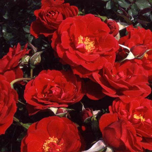 My Mum Rose Bush Gift - Rose Bush Gift - Tree2mydoor