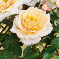 Belle of the Ball Rose Gift - Rose Bush Gift - Tree2mydoor