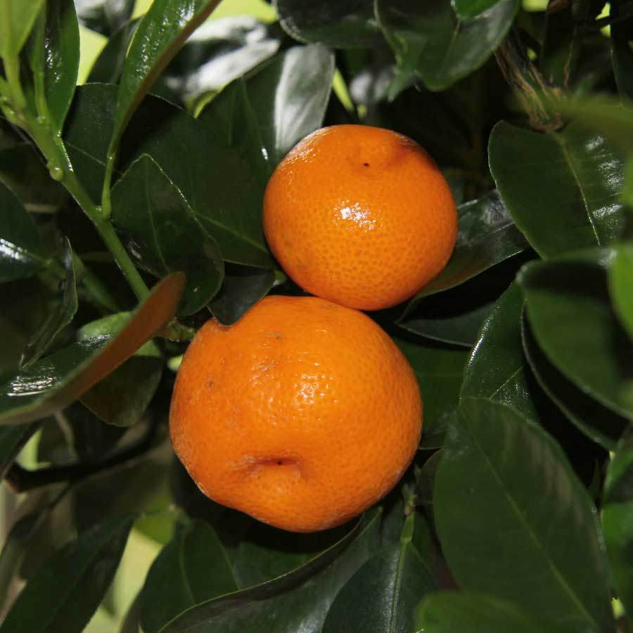 Calamondin Tree Gift - Citrus Tree Gift - Tree2mydoor