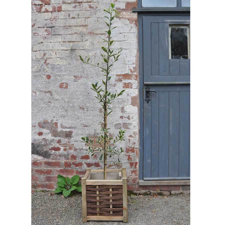 Handsworth New Silver Holly Tree - Gardeners Club - Tree2mydoor