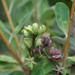 The Bride Tree or the Pearl Bush - Gardeners Club - Tree2mydoor