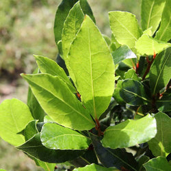 Pair of Medium Bay Tree Gifts - Bay Tree Gift - Tree2mydoor