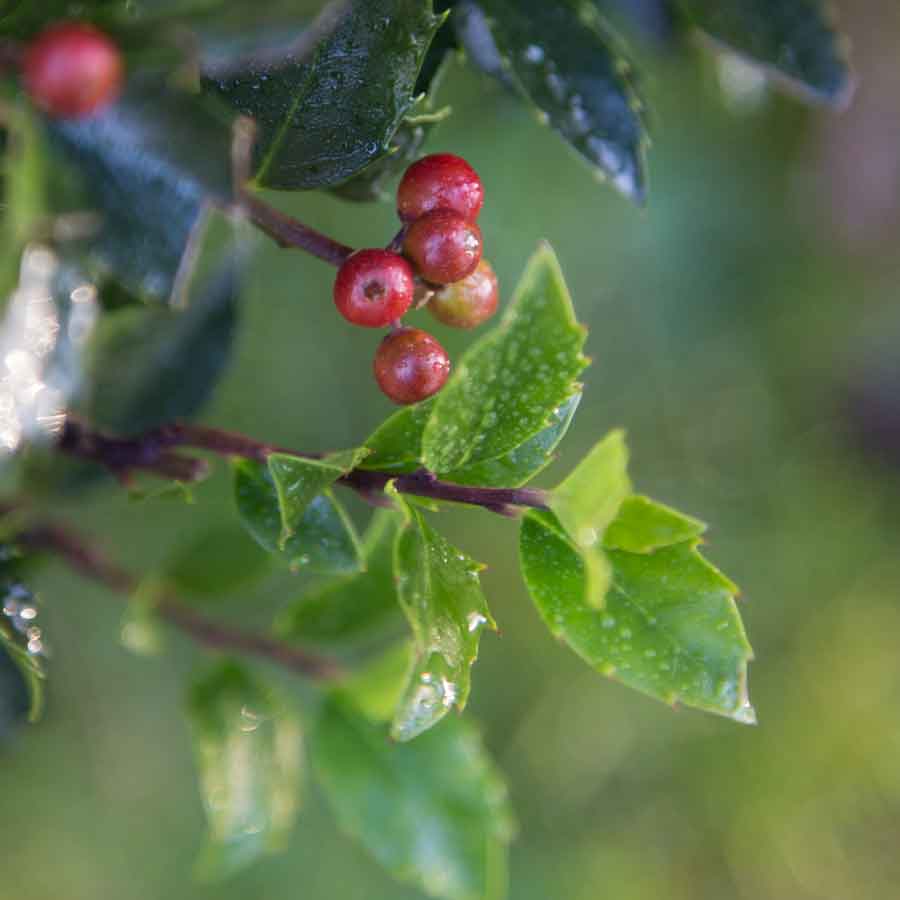 Christmas Holly Berries