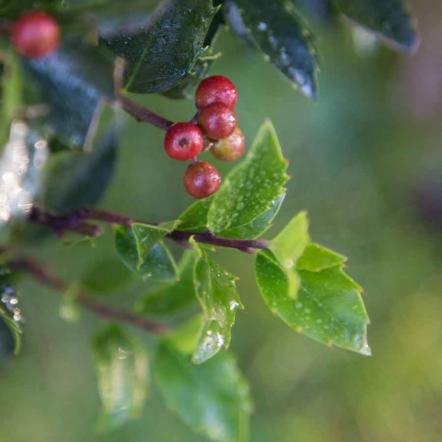 Christmas Ball Holly Tree Gift - Holly Tree Gift - Tree2mydoor