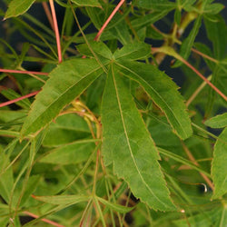 Koto no ito Japanese Maple Tree Gift - Acer Tree Gift - Tree2mydoor