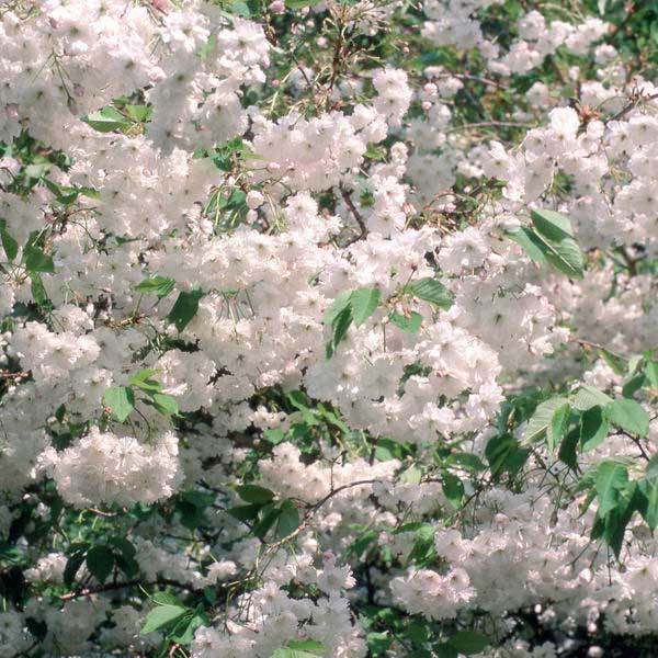 Large Wild Cherry Tree (12L) - Gardeners Club - Tree2mydoor