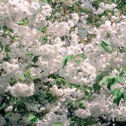 Large Wild Cherry Tree (12L) - Gardeners Club - Tree2mydoor