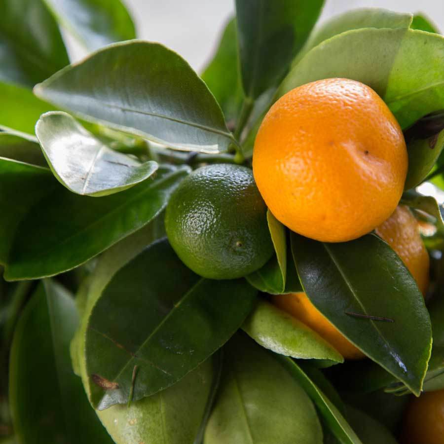 Mini Calamondin Tree Gift - Citrus Tree Gift - Tree2mydoor
