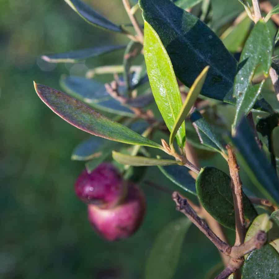Christmas Olive Tree Gift Small (2L pot 50cm height) - Olive Tree Gift - Tree2mydoor