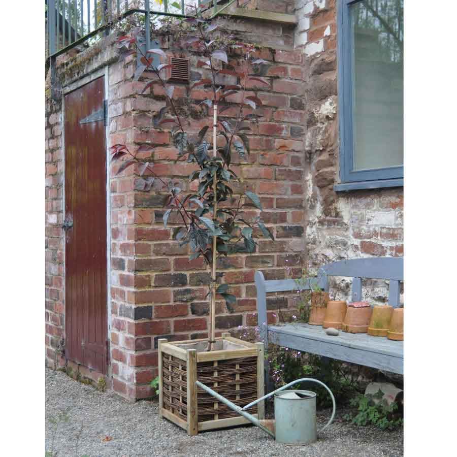 Royal Burgundy Flowering Cherry Gift - Flowering Tree Gift - Tree2mydoor