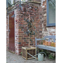 Royal Burgundy Flowering Cherry Gift - Flowering Tree Gift - Tree2mydoor