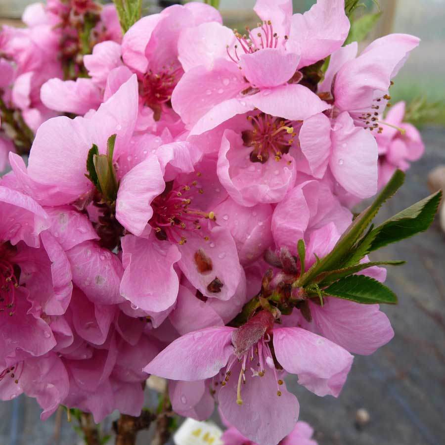 Dwarf Diamond Peach Tree Gift - Fruit Tree Gift - Tree2mydoor