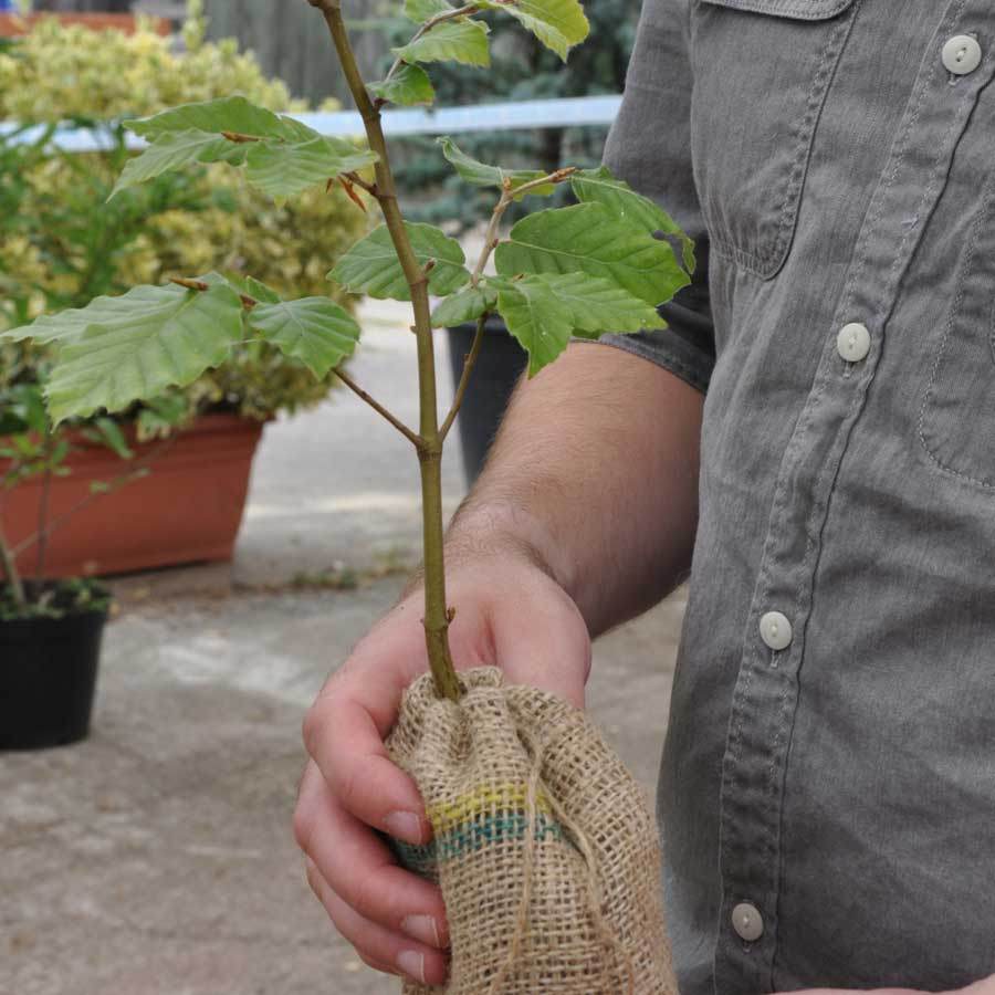 Beech Tree Gift - Native Tree Gift - Tree2mydoor