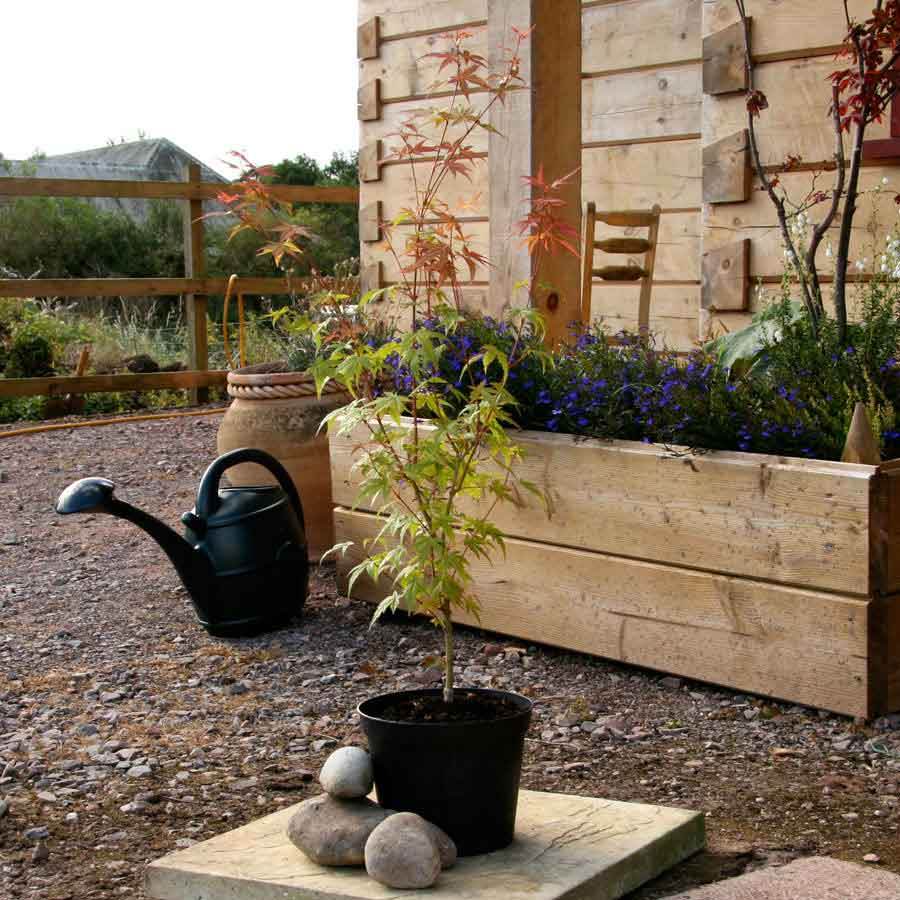 Phoenix Japanese Maple Tree Gift - Acer Tree Gift - Tree2mydoor