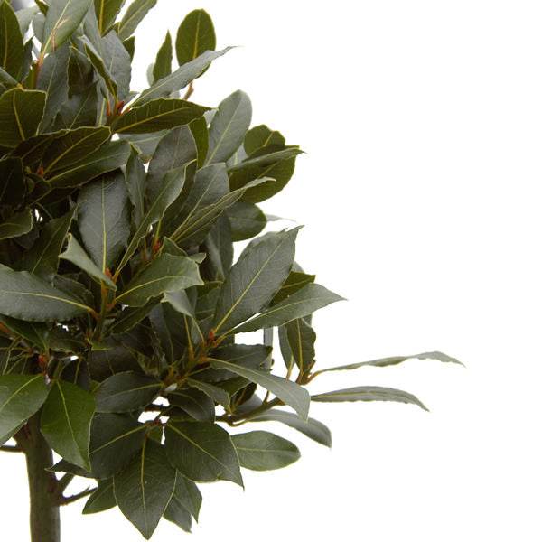 Evergreen Bay leaves