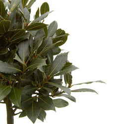 Large Bay Tree Gift - Bay Tree Gift - Tree2mydoor