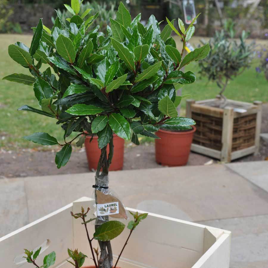 Bay Tree Gift - Medium - Bay Tree Gift - Tree2mydoor