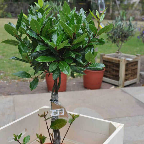 Medium sized Bay Laurel Tree Gift
