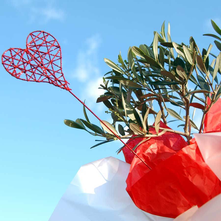 Love Olive Tree Gift - Olive Tree Gift - Tree2mydoor
