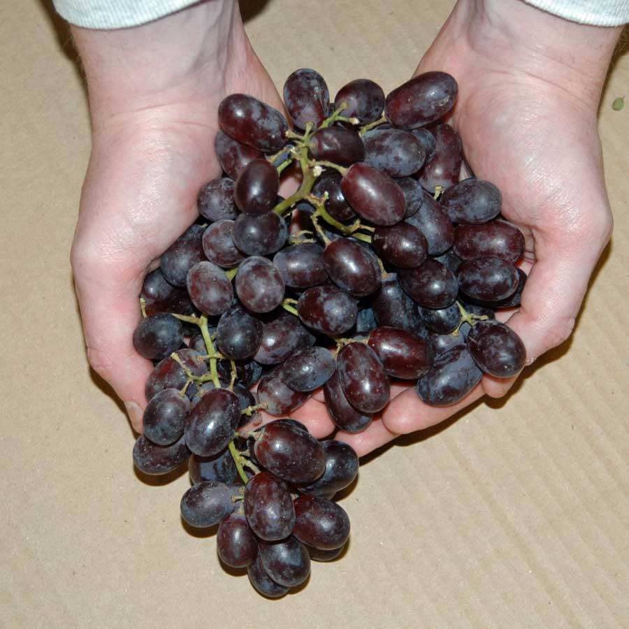 Red Grape Vine Gift - Fruit Tree Gift - Tree2mydoor