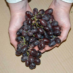 Red Grape Vine Gift - Fruit Tree Gift - Tree2mydoor