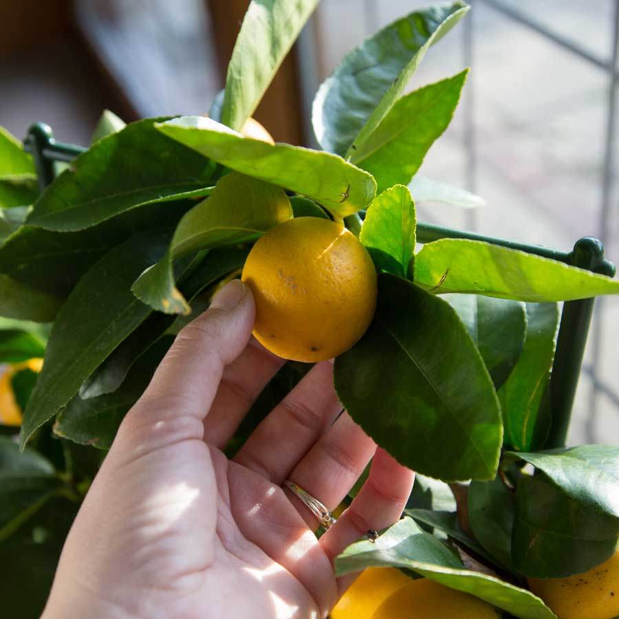 Espalier Lemon Tree Gift - Citrus Tree Gift - Tree2mydoor