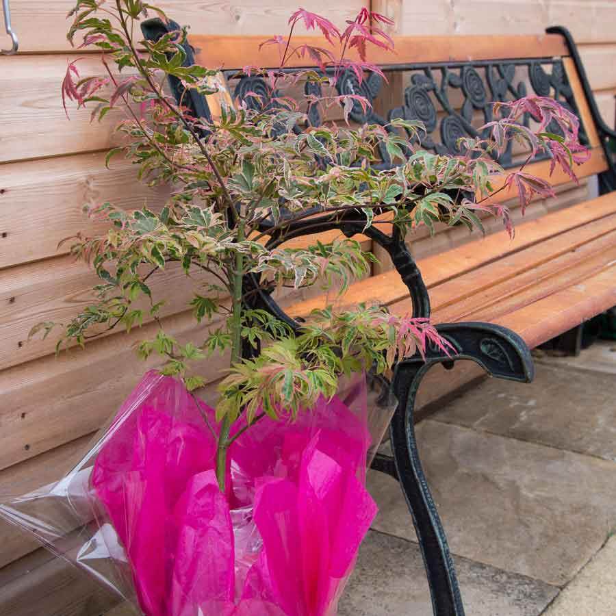 Shirazz Japanese Maple Tree Gift - Acer Tree Gift - Tree2mydoor